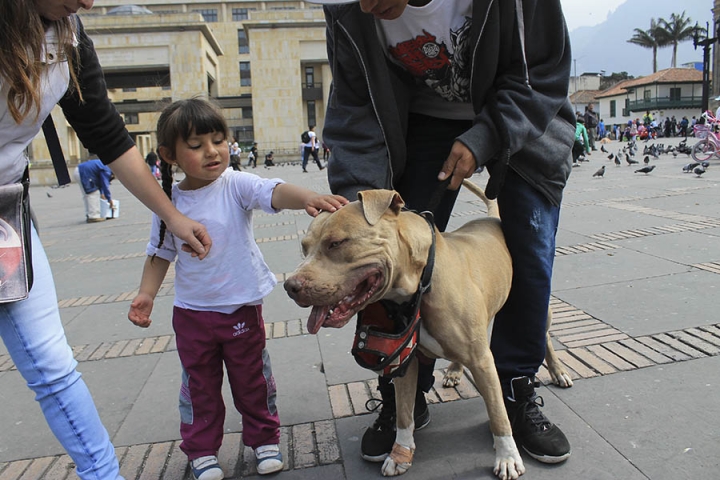 Art&iacute;culo 124 del c&oacute;digo nacional de polic&iacute;a y convivencia, apartado s&eacute;ptimo: Tolerar, permitir o inducir por acci&oacute;n u omisi&oacute;n el que un animal ataque a una persona, a un animal o a bienes de terceros