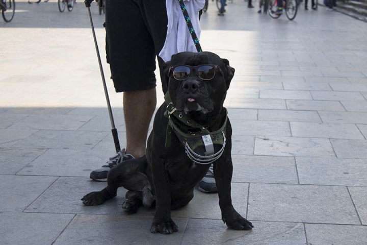 Pitbulls como Beto son estigmatizados día a día por las personas que creen que todos los Pitbull son peligrosos, así lo dice su dueño Fernando martinez