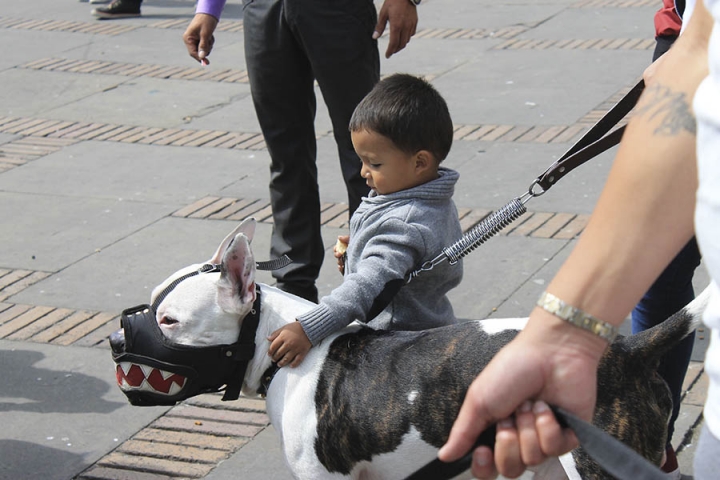 El artículo 124 del Código nacional de policía y convivencia, en su numeral cuarto estipula que, trasladar un canino de raza potencialmente peligrosa (como lo son los pitbull) en el espacio público sin el uso de bozal, tralla o demás implementos establecidos por la norma vigente. El incumplimiento de esta norma implica una multa de segundo grado.