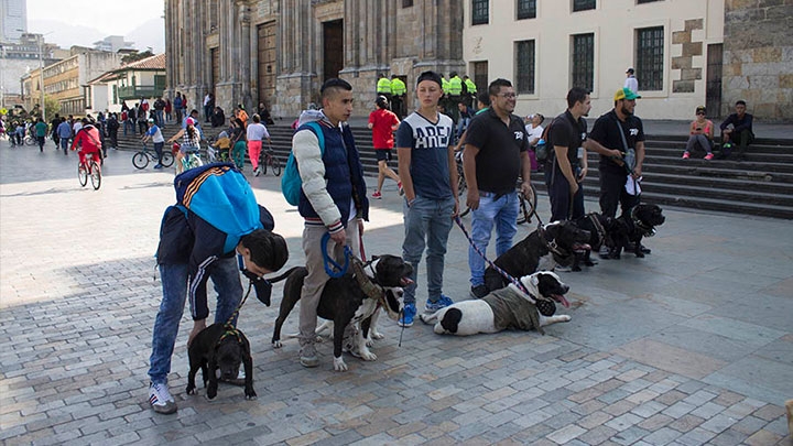Organizado por parte de Pitbull Bogotá el Domingo 19 de Febrero, se realiza el platón por los derechos de los perros raza pitbull. Los líderes del plantón se encuentran alineados buscando presencia de la gente que transcurre la plaza de Bolivar.