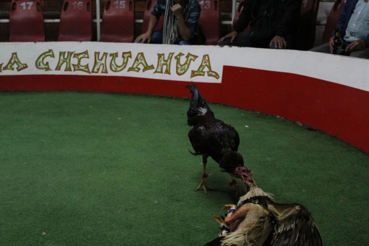 Las peleas de gallos continúan en Bogotá.