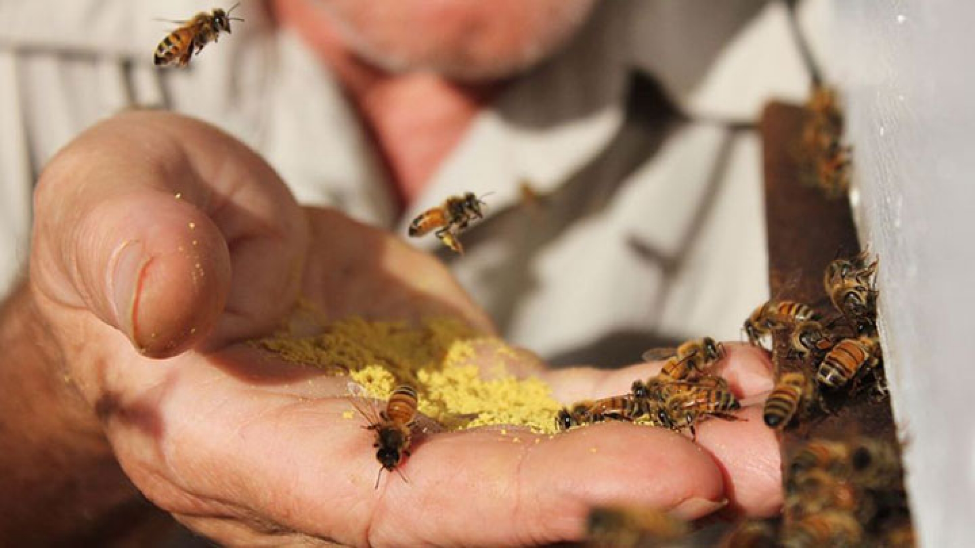 Bombero Frustración recibo La apiterapia, el tratamiento médico que utiliza abejas