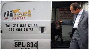 Canitaxi es la primer empresa en el transorte especializado de mascotas en Bogotá.|||