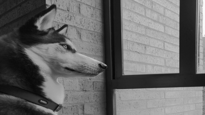 La mascota que los colombianos m&aacute;s tienen es el perro.