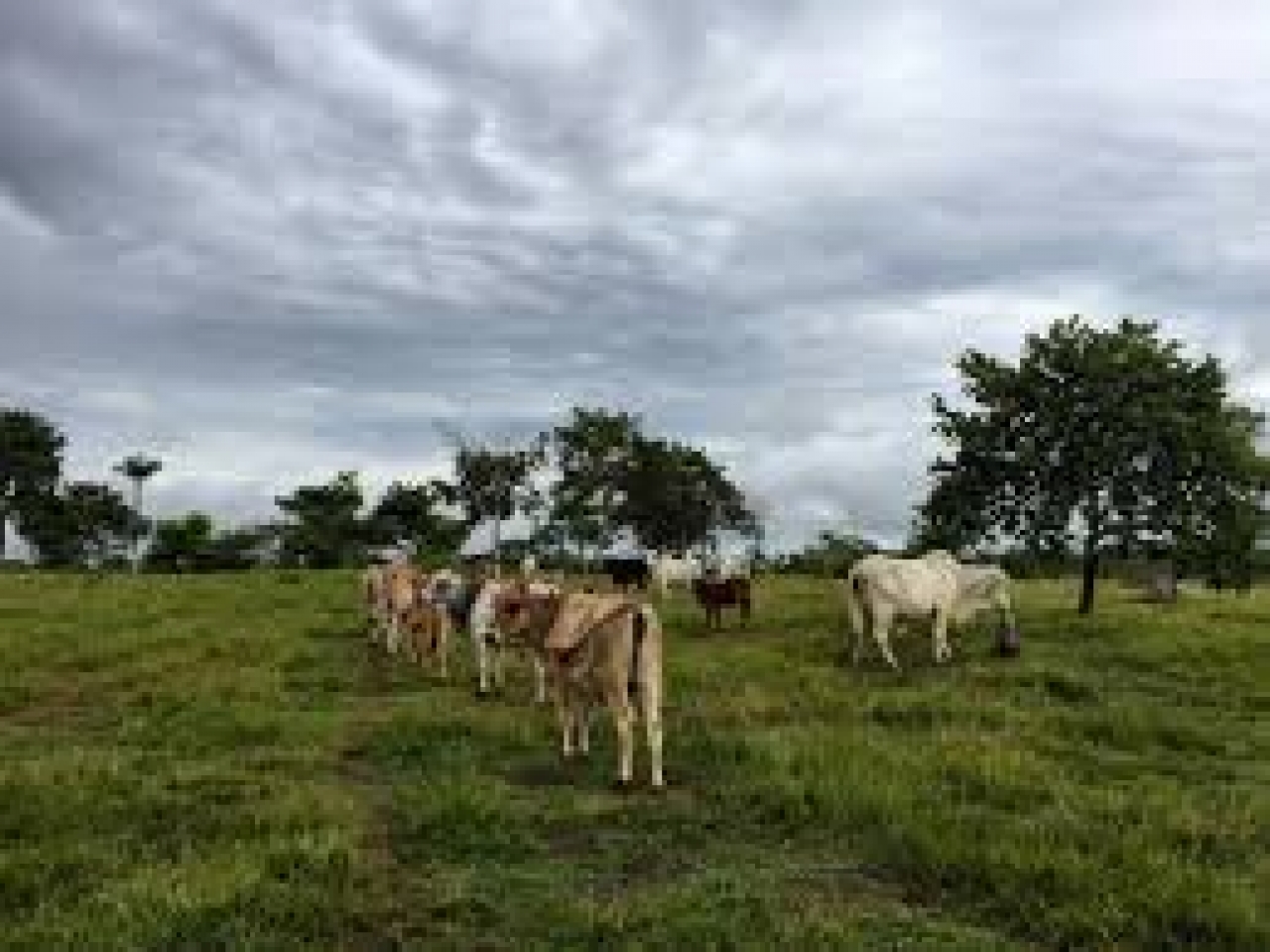 Ganadería en Colombia|||