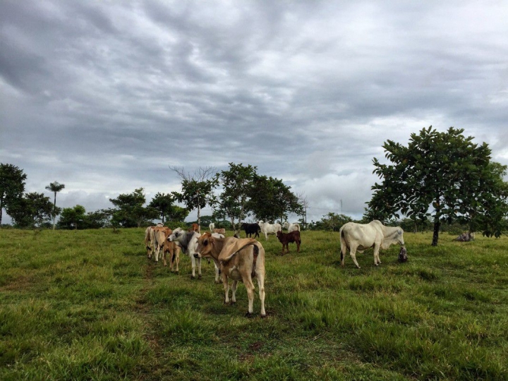 Ganadería en Colombia