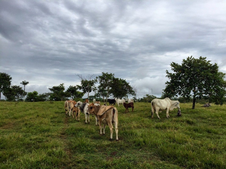 Ganader&iacute;a en Colombia