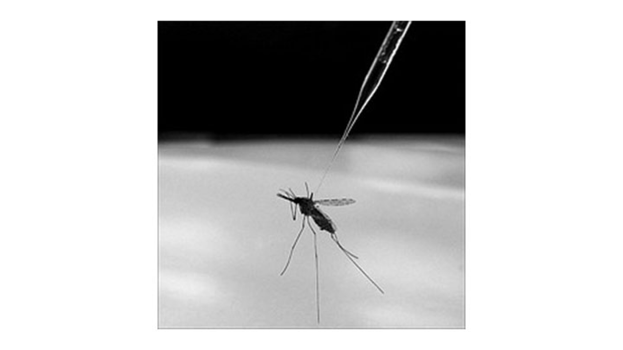 La malaria se transmite por medio de la picadura de mosquitos infectados del tipo Anophele.|||