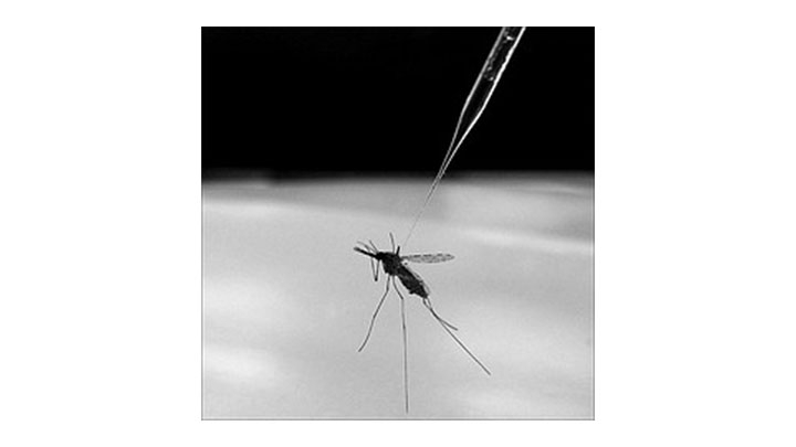 La malaria se transmite por medio de la picadura de mosquitos infectados del tipo Anophele.