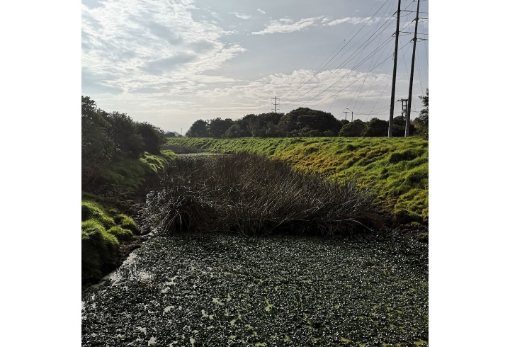 Alrededores del humedal II