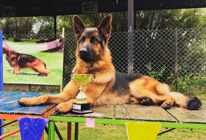 Draco es un Pastor Alemán de 3 años