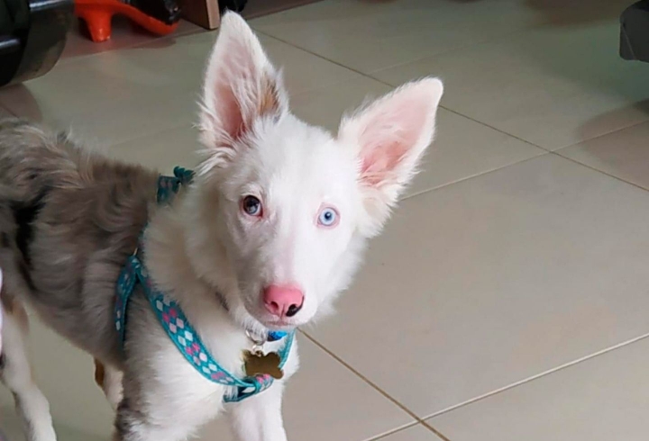 Ela es una perrita de raza Border Collie de 8 meses de edad