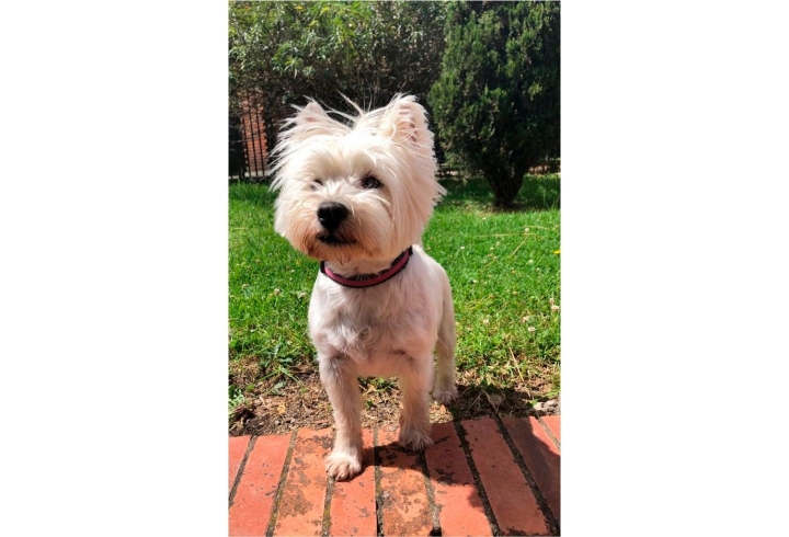 Ralph es un perro de raza West Highland White Terrier de 6 años