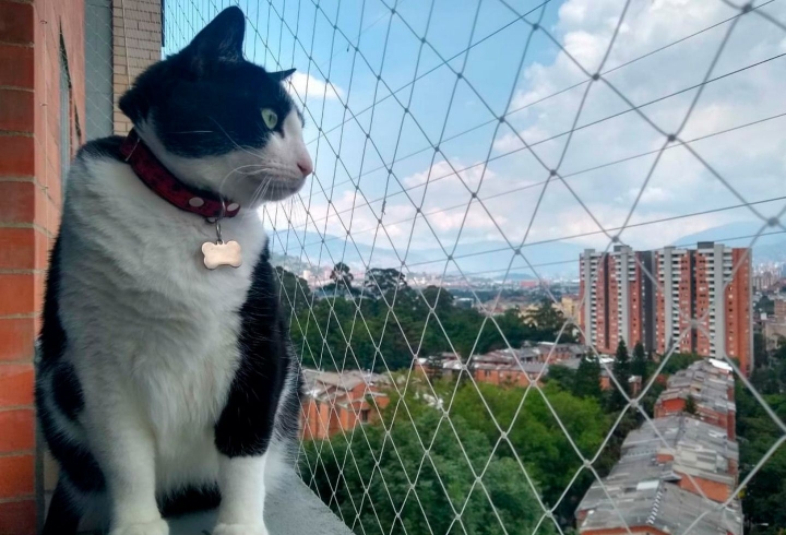 Apolo es un gato adoptado criollo de 5 años