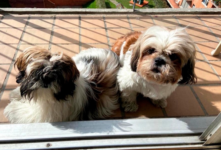 Ramona y Lupita son dos perritas Shitzu de 8 meses y 6 años