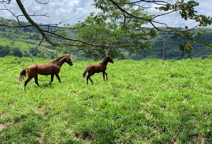 Caballos finca La Francia