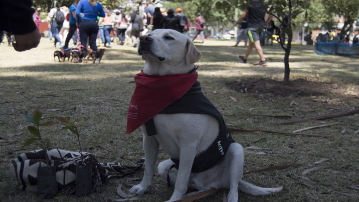 &lsquo;Sembratones&rsquo;, tutela y plant&oacute;n para solucionar el problema ambiental