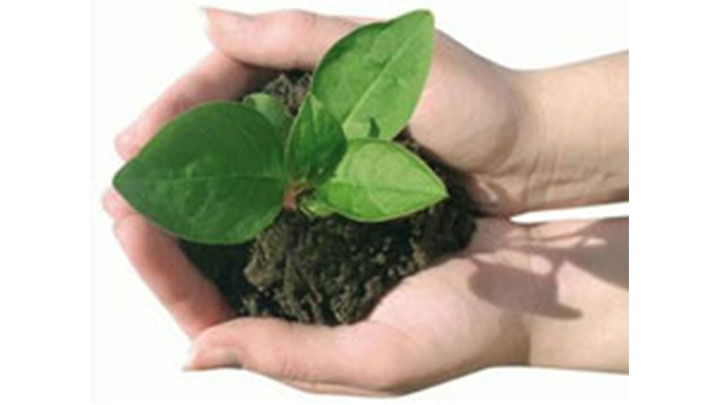 Tres mil nuevos &aacute;rboles para Bogot&aacute;