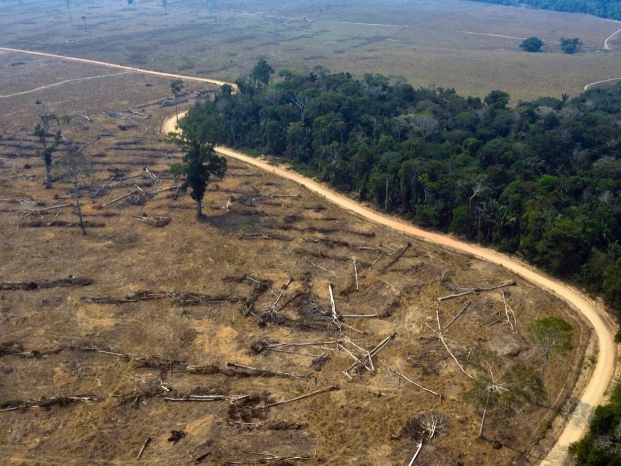 Las vías contribuyen al 90 por ciento de la deforestación en el Amazonas