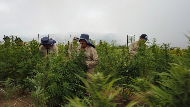 Trabajadores de Flora Growth Corp en cultivo de cannabis