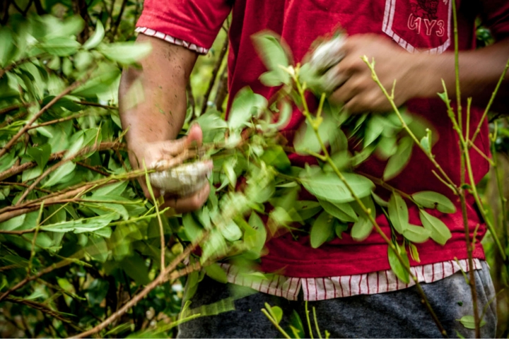 Los cultivos de coca fueron sustituy&eacute;ndose paulatinamente por cultivos de pancoger. Foto: Alejandro Cock-Pel&aacute;ez / Flickr