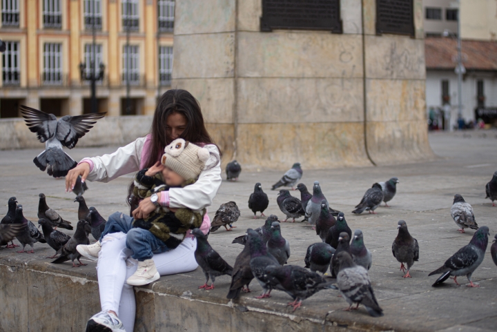 Palomas en el limbo: el abandono silencioso en Bogot&aacute;