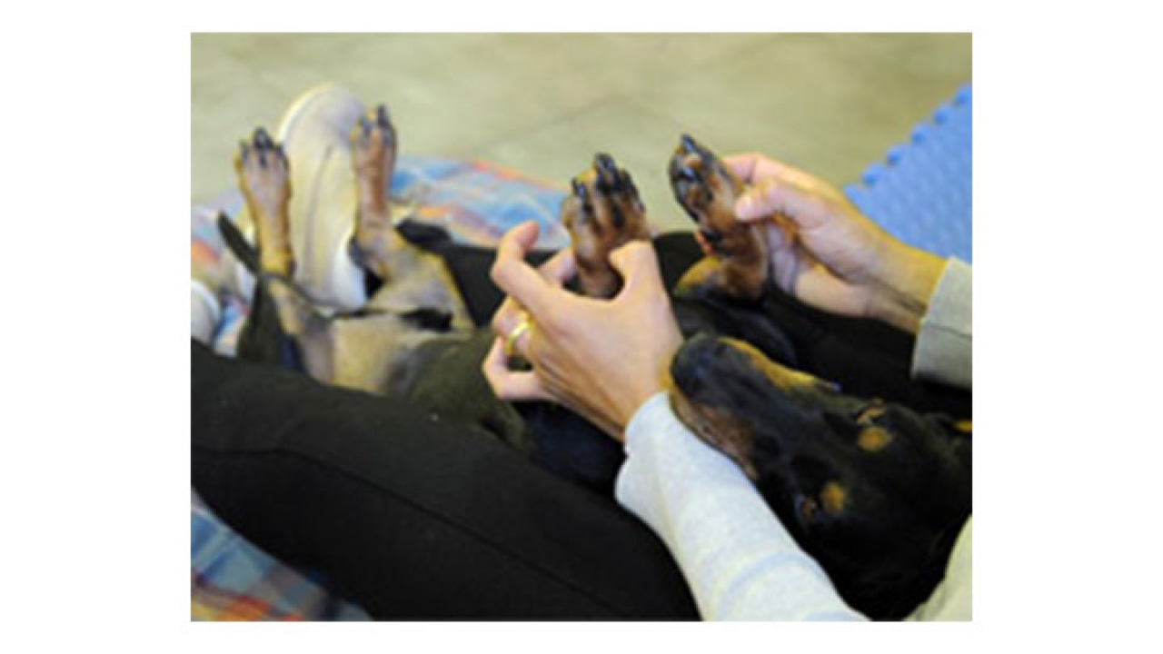 Lina María Lamos mientras le realiza masajes a un perro.Cortesía.|||