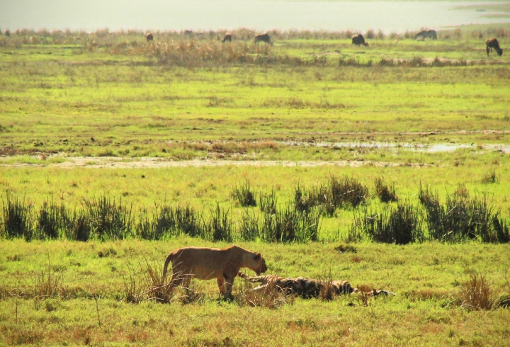 Crónica desde el cráter Ngorongoro, la caldera volcánica más grande del mundo