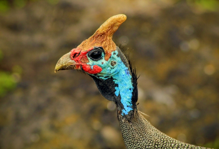 Crónica desde el cráter Ngorongoro, la caldera volcánica más grande del mundo