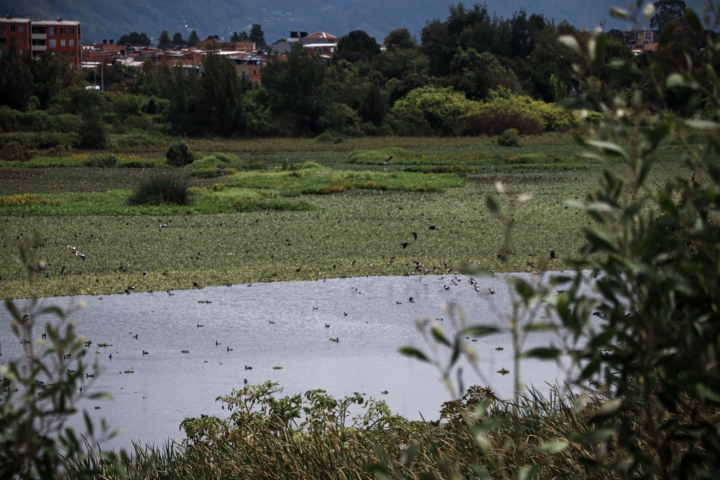 Tibabuyes: pulm&oacute;n verde en la encrucijada de la corrupci&oacute;n