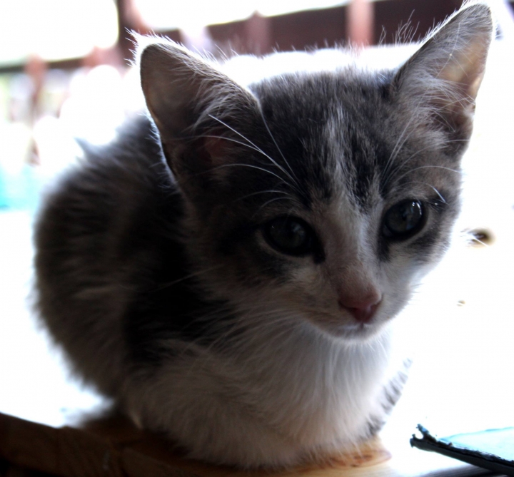 Abriendo las puertas de Gatos y Blues