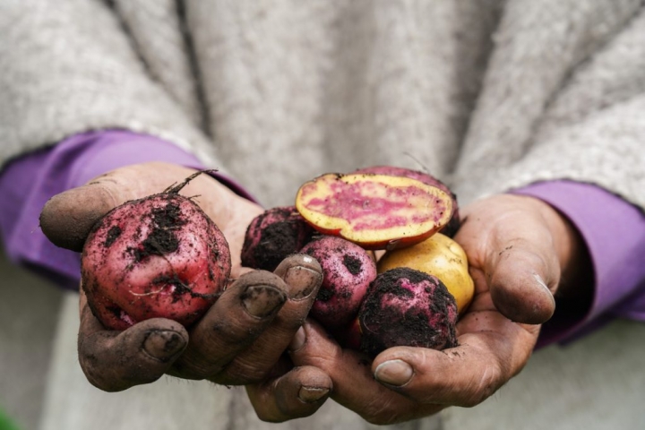 De la tierra a la mesa: el renacimiento de la papa nativa