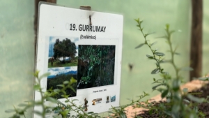 Gurrumay en crecimiento.|||