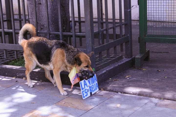 Caminando por la Séptima, él también hizo parte de la conmemoración del 9 de abril. Foto: María Paula Parada