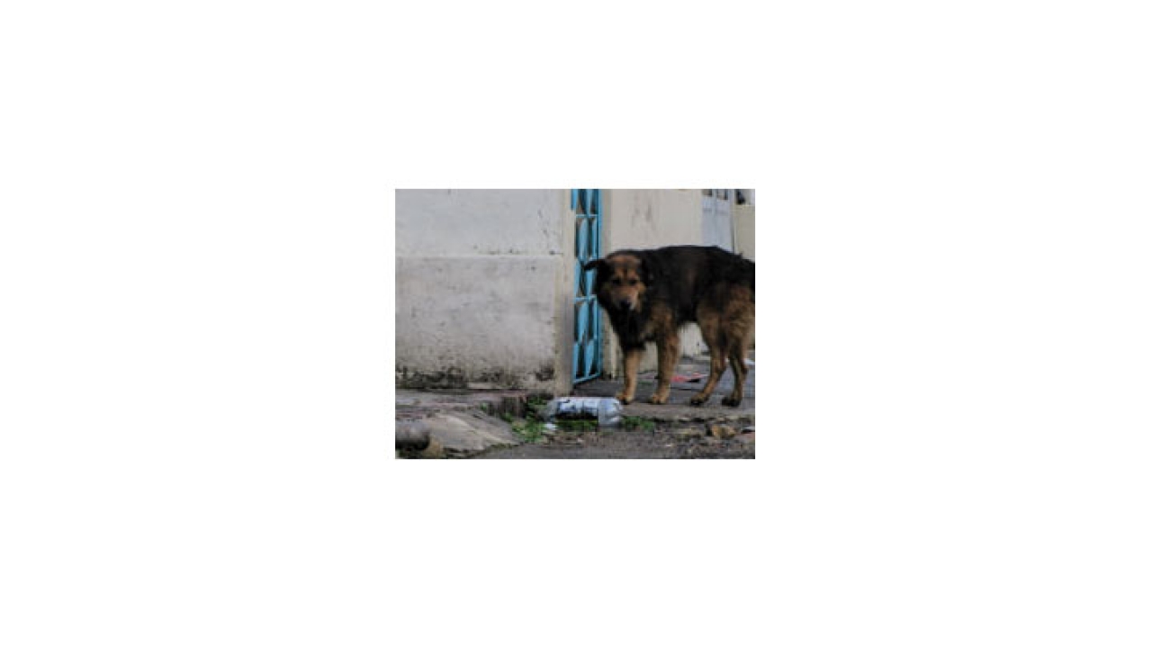 Perro abandonado en el norte de Bogotá.|||