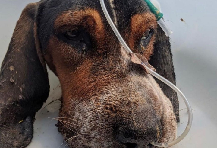 Rayo en proceso de recuperación con la fundación Doggy In Home