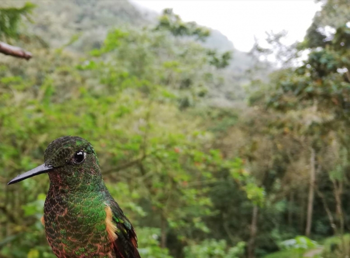 Plan de avistamiento de aves