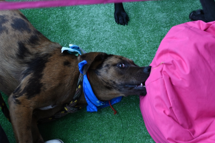 Jornada de adopci&oacute;n Cafam Floresta