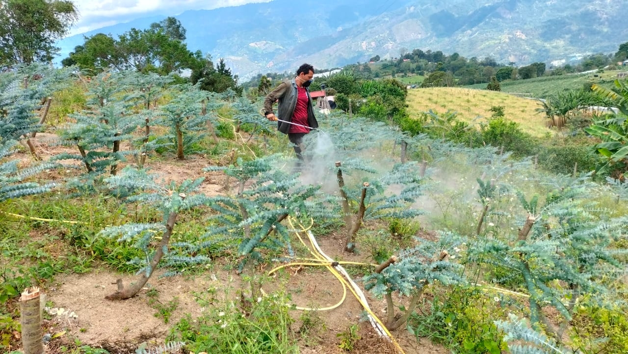 Yeison Villamil regando un cultivo de Eucalipta|Cultivos de follaje|||