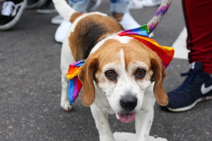 Fotogalería de la Marcha contra la Homofobia del 19 de mayo