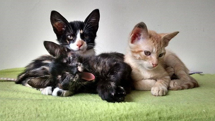Tres gatos rehabilitados por el Orfagato, el cual rescata animales de la calle para luego darlos en adopción.