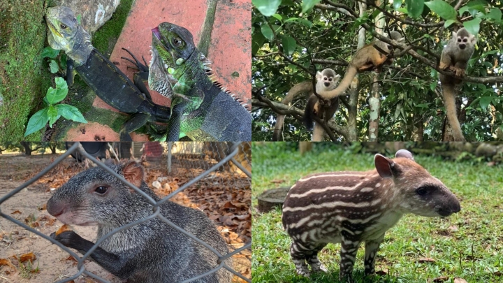 Animales silvestres en el Casanare