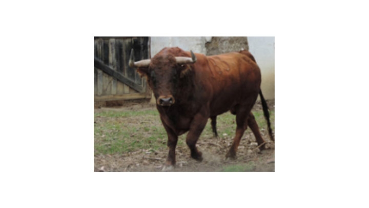 ¿Cuánto cuesta la industria de las corridas de toros?