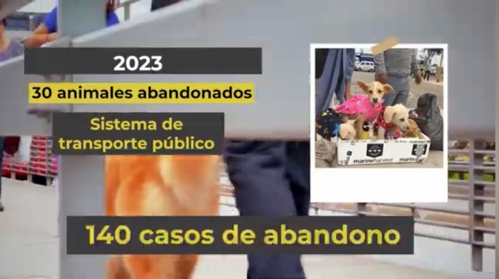Abandono de animales en el Sistema de Transporte P&uacute;blico