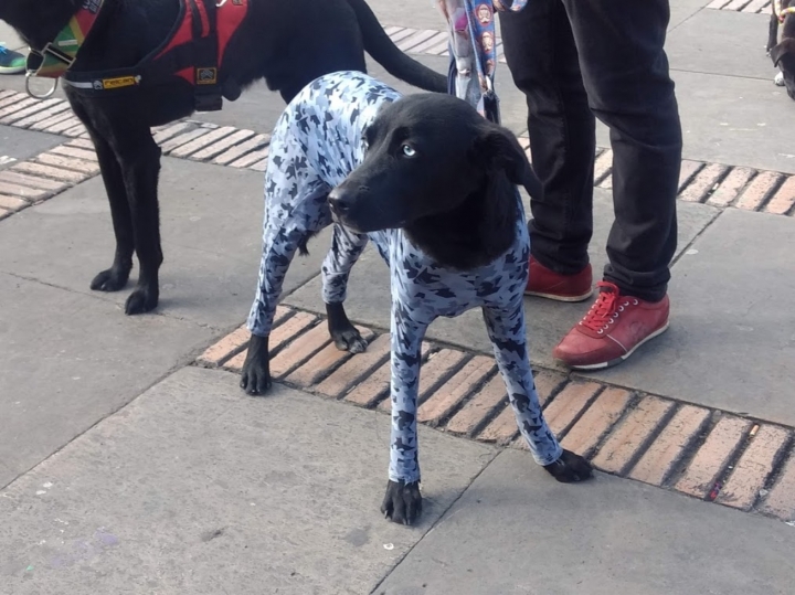 Uno de los perros de la jornada