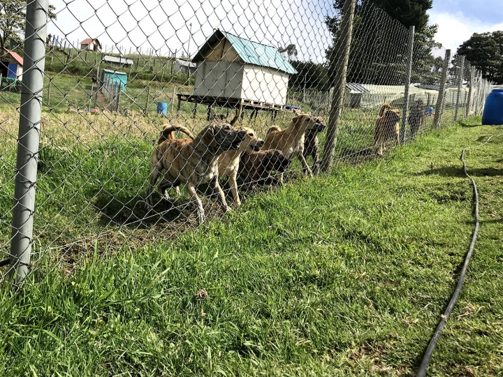 Peluditos con futuro