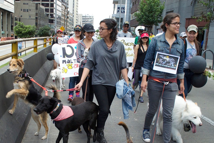 No al maltrato animal' y '#LeyPr&iacute;ncipe, #YosoyPr&iacute;ncipe y #siganmelospeludos' eran las consignas representativas de la marcha.