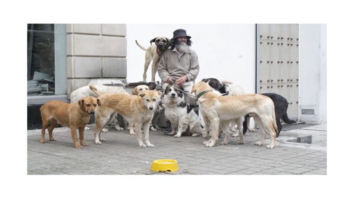 Alarmantes cifras de población canina