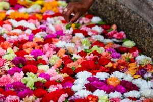 Diferentes personas se acercaron al río del Eje Ambiental para apreciar las diferentes flores colombianas|Niña señalando las flores del río del Eje Ambiental en el centro de Bogotá|La Bienal de Bogotá ofrece diferentes espacios y comparsas|Todas las flores que se usaron para esta muestra artística eran de industria colombiana|Diferentes personajes se están presentando por la ciudad para darle alegría a los bogotanos|Niña se inclina para poder apreciar las flores de la mejor manera|La Bienal de Bogotá convierte a Bogotá en un museo abierto|Esta exposición es solo la apertura de la Bienal que albergará artistas nacionales e internacionales|Para muchos bogotanos la Bienal ha sido una sorpresa grata y de espacios renovados|El evento de la Bienal irá desde el 20 de septiembre hasta el 09 de noviembre|Los habitantes y visitantes del centro de Bogotá pararon sus actividades por un momento para tomarse fotos|Diferentes colores y olores decoraron por tres días el Eje Ambiental en la capital|||