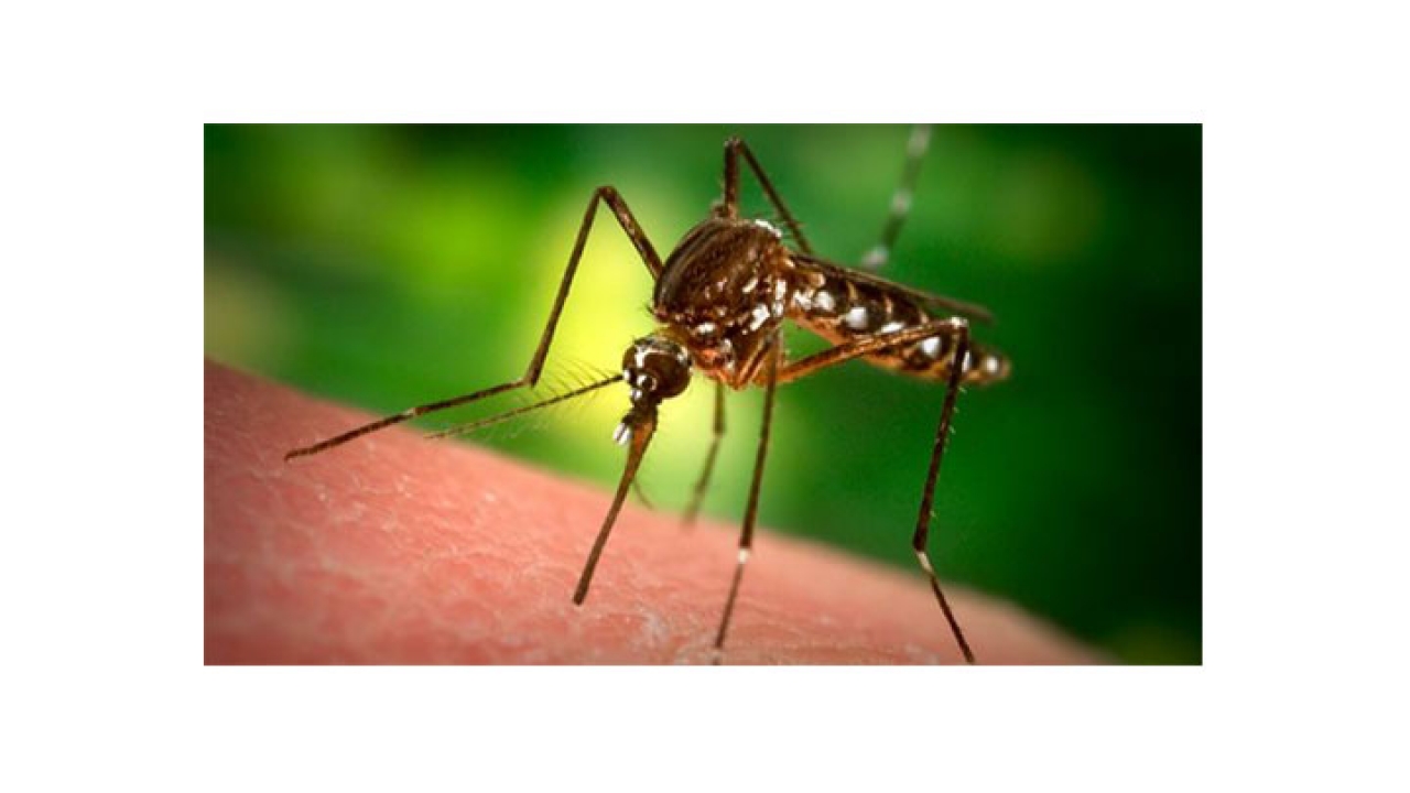 El zancudo del chikungunya prolifera en zonas húmedas.|||